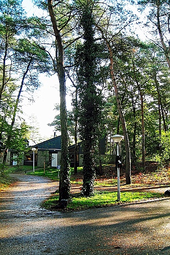 Vennenbos (29)